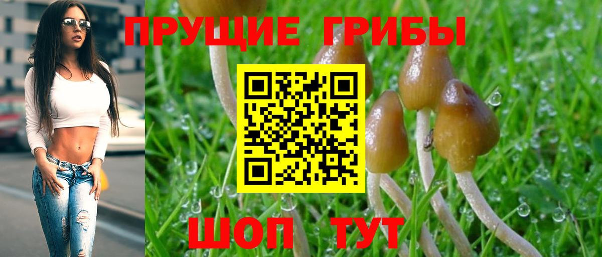 Реж  Галлюциногенные грибы Psilocybine cubensis  Галлюциногенные грибы Psilocybine cubensis  Вход с VPN 